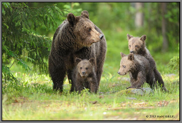 Bärenmutter mit drei Jungen