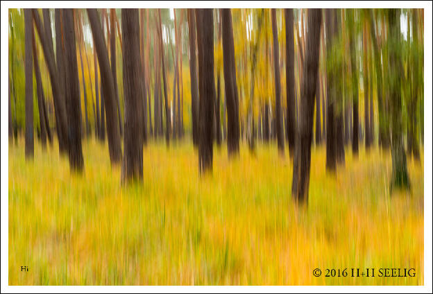 November 2016 - Herbstwald