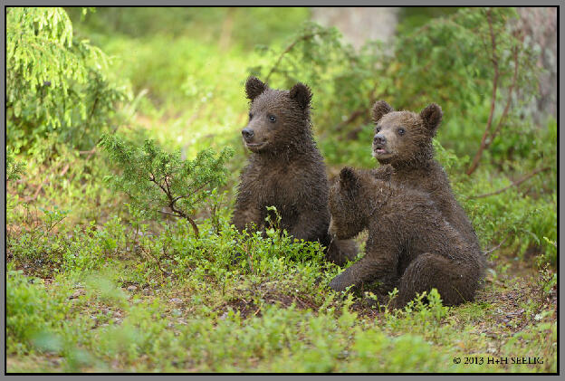 Drei kleine Bären